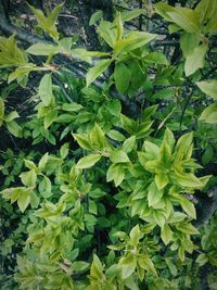 Full frame shot of green leaves