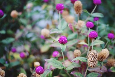 Close-up of pink flowering plants