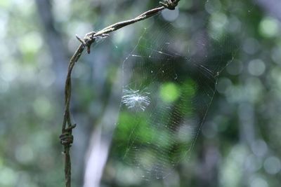 Close-up of spider on web