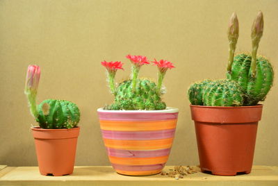 Close-up of potted plants