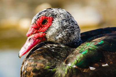 Close-up of muscovy duck