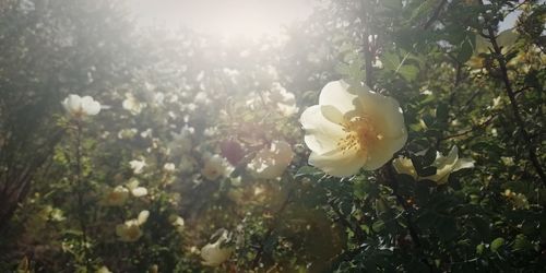 Close-up of white rose against plants