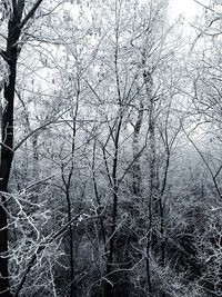 Full frame shot of tree