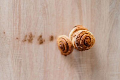 High angle view of shells on table