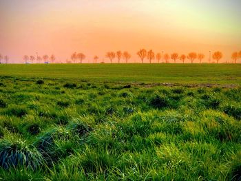 Scenic view of grassy field against sky during sunset