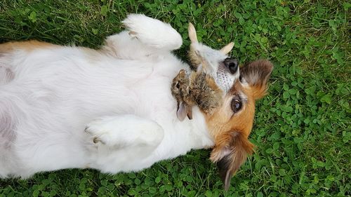 High angle view of dog with rabbit in mouth
