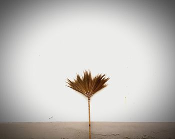 Coconut palm tree against clear sky