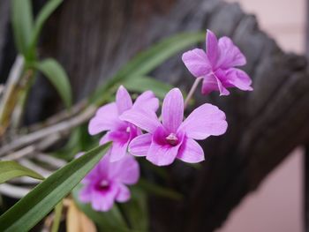 Close-up of pink flowering plant