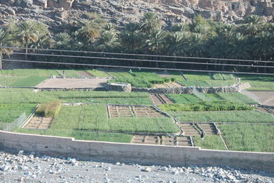 High angle view of agricultural field