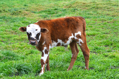 Cow standing on field