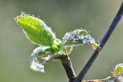 Close-up of raindrops on plant