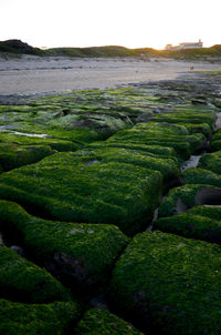 View of moss on field