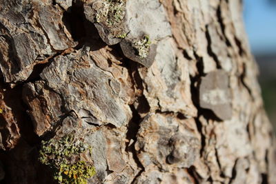 Full frame shot of tree trunk