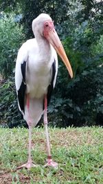 Close-up of bird perching