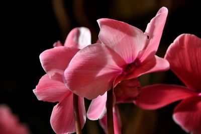 Close-up of pink flower