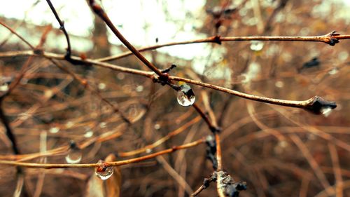 Close-up of wet leaves on branch during winter