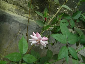 High angle view of various flowers blooming outdoors