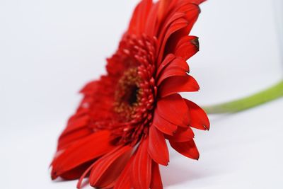 Close-up of red flower against white background