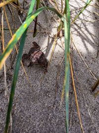 Close-up of a lizard on a field