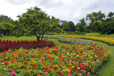 Scenic view of flowering plants and trees on field against sky