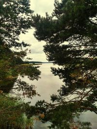 Scenic view of lake and trees in forest