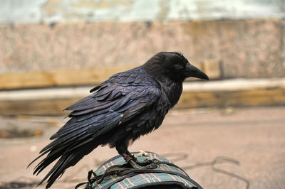 Close-up of a bird