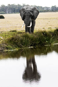 View of elephant in lake