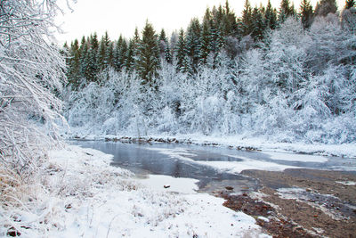 River amidst snow covered trees