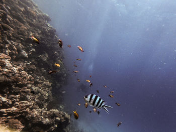 View of fish swimming in sea