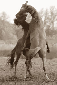 Horses fighting on field