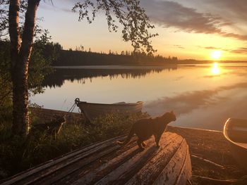 View of dog on lake during sunset