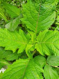 Full frame shot of green leaves