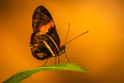 Close-up of butterfly on leaf