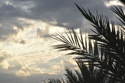 Low angle view of silhouette palm trees against sky