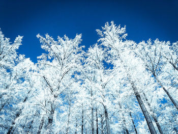 Low angle view of frozen tree against blue sky