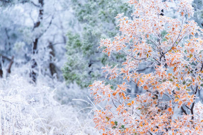 High angle view of cherry blossom tree during winter