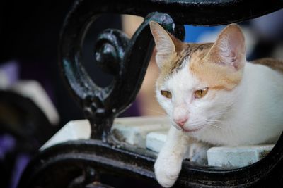 Close-up of a cat