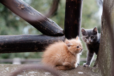 Portrait of cats