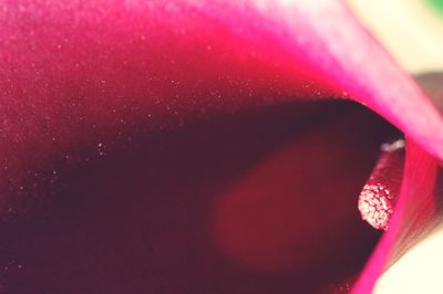 Close-up of pink rose flower