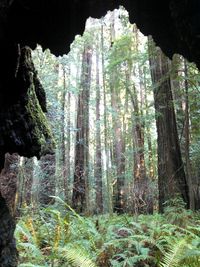 Trees in forest