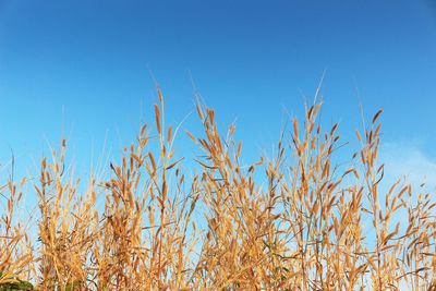 Plants growing on field against clear blue sky