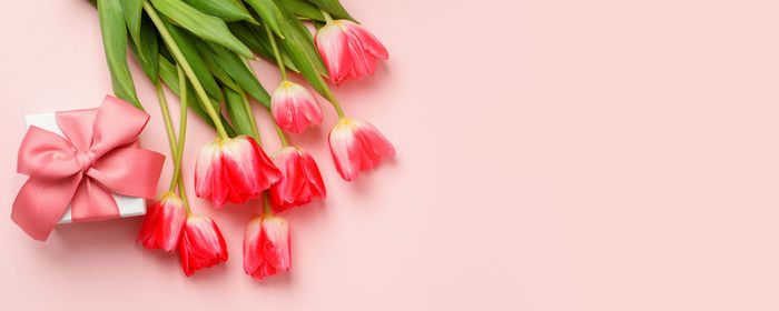 High angle view of flowers against white background