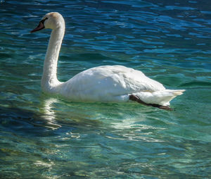 Swan swimming in sea