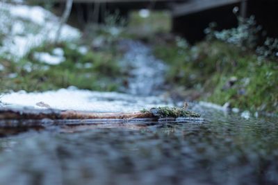 Close-up of turtle in water