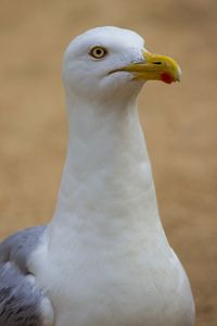 Close-up of seagull