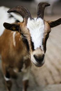 Close-up of goat