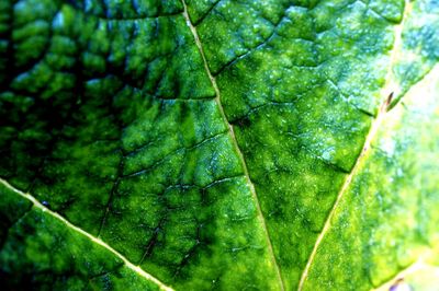 Full frame shot of green leaf