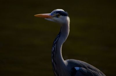 Close-up of a heron