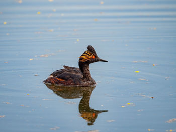 High angle view of bird swimming in lake