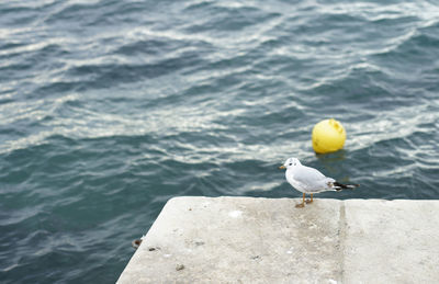 Seagull perching on a rock